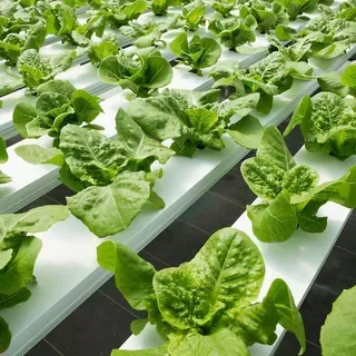 thumbnail for publication: Hydroponics